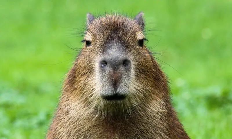 Meme Capybara trong khoảnh khắc vui nhộn