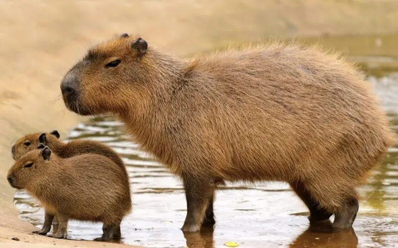 Meme Capybara và câu nói vui nhộn
