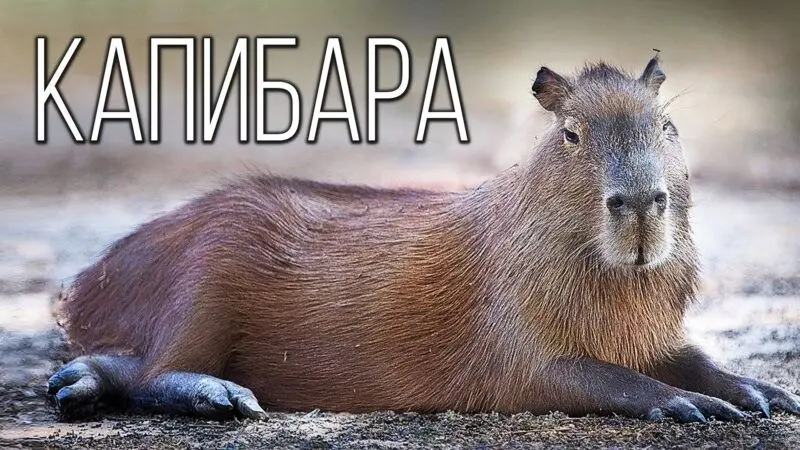 Meme Capybara tạo cảm giác thoải mái