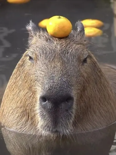 Meme Capybara với biểu cảm hài hước