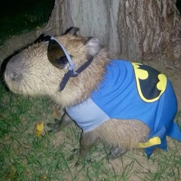 Meme Capybara trong khoảnh khắc dễ thương