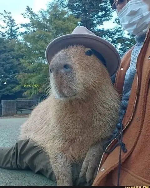 Meme Capybara mang lại tiếng cười thú vị