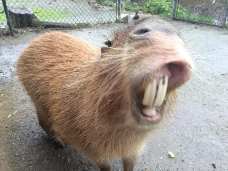 Meme Capybara và khoảnh khắc dễ thương