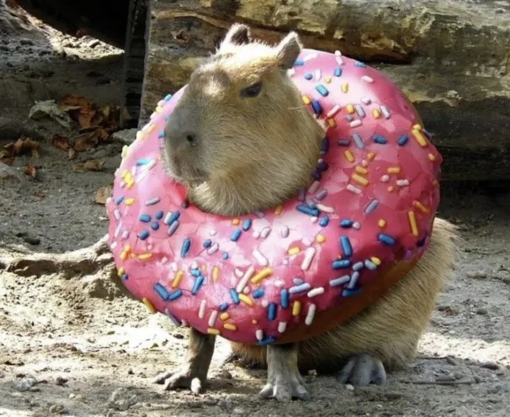 Meme Capybara với biểu cảm vui vẻ