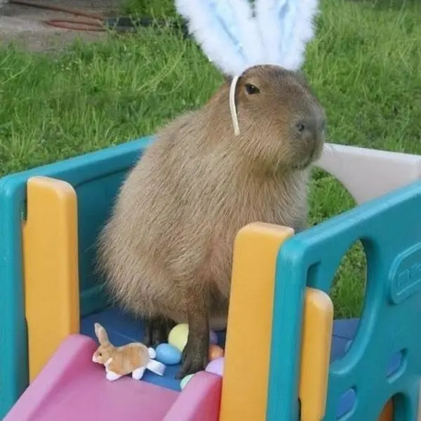 Meme Capybara và nét mặt đáng yêu
