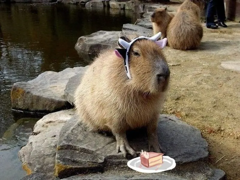 Meme Capybara tạo tiếng cười sảng khoái