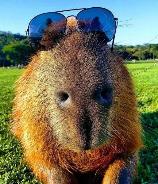 Meme Capybara với ánh mắt hài hước
