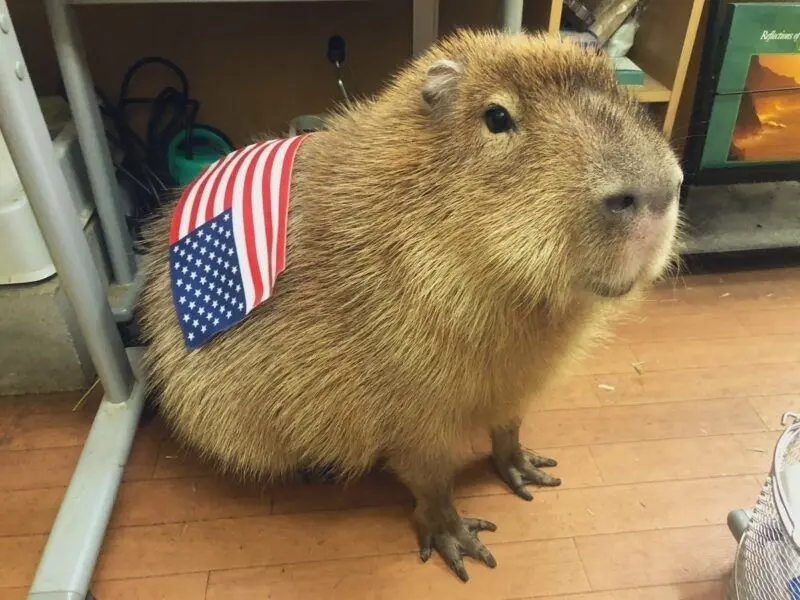 Meme Capybara trong khoảnh khắc vui tươi