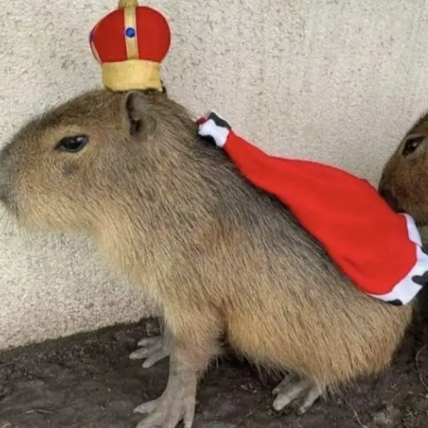 Meme Capybara khiến mọi người thích thú