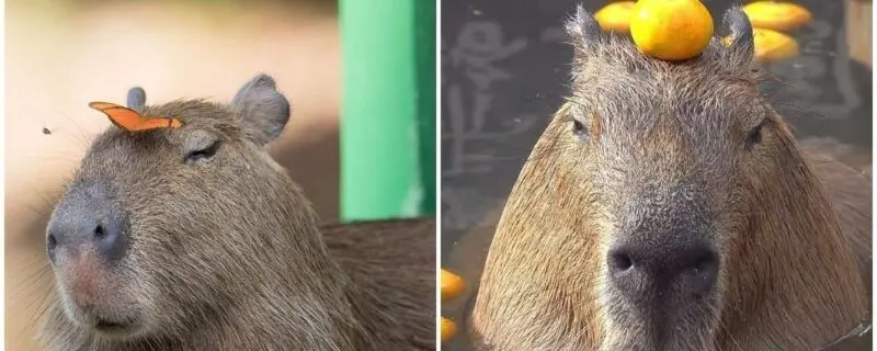 Meme Capybara mang đến tiếng cười hóm hỉnh