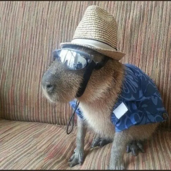 Meme Capybara khiến người xem cười vui vẻ
