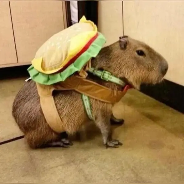 Meme Capybara tạo cảm giác vui nhộn