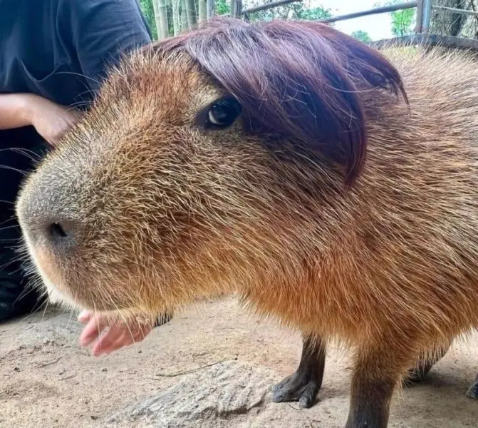 Meme Capybara mang lại tiếng cười thích thú