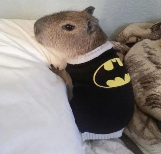 Meme Capybara với biểu cảm đáng yêu