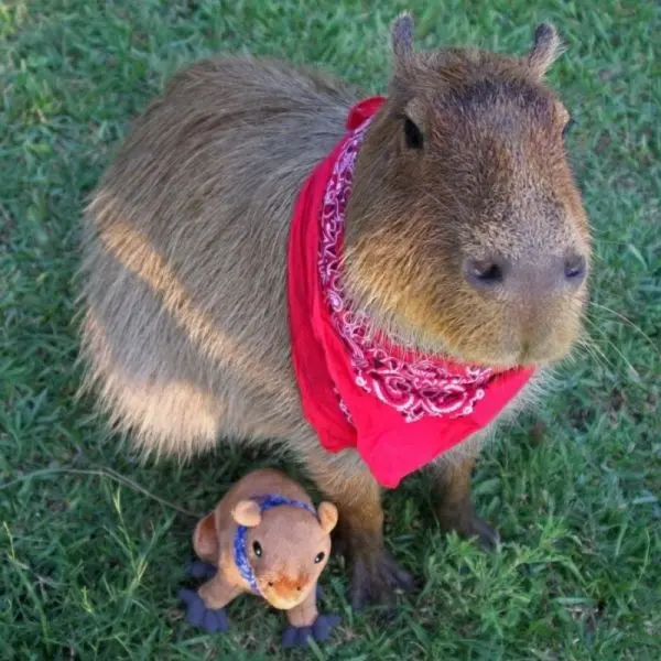 Meme Capybara và nét mặt hài hước