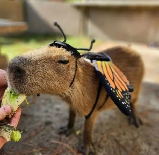 Meme Capybara với biểu cảm vui vẻ