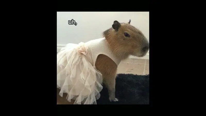 Meme Capybara và khoảnh khắc đáng yêu