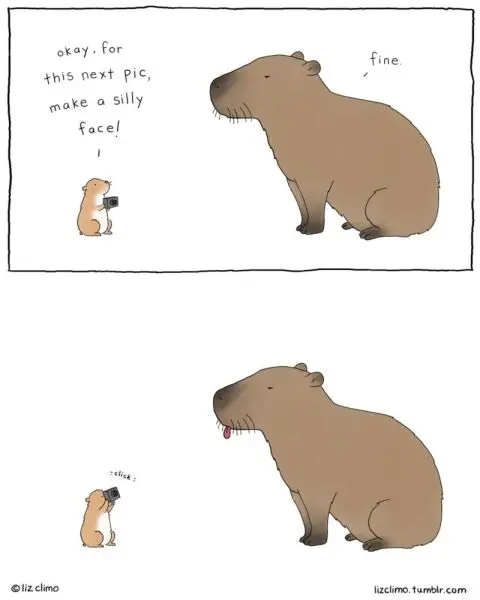 Meme Capybara với ánh mắt đáng yêu