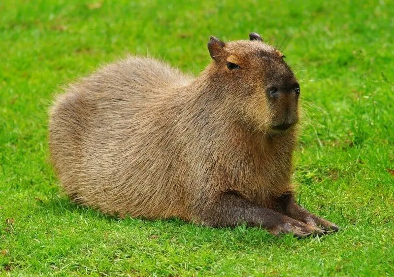Meme Capybara hài hước khiến mọi người cười