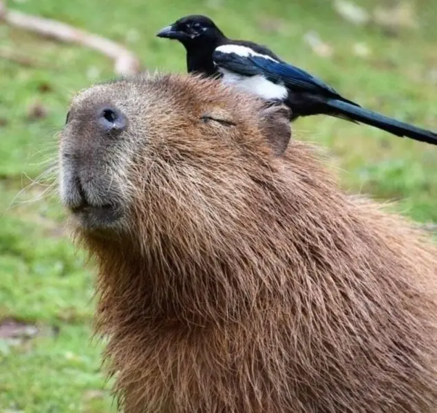 Meme Capybara với nét mặt đáng yêu