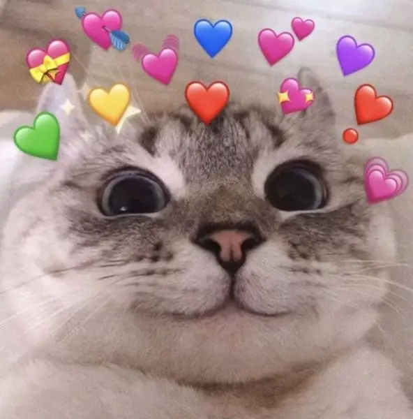 Meme face hài hước trong mọi hoàn cảnh