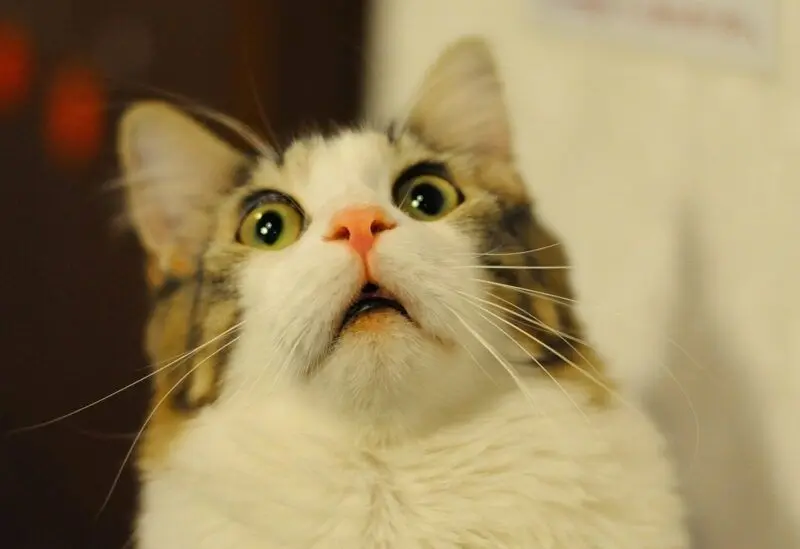 Meme face hài hước ngộ nghĩnh