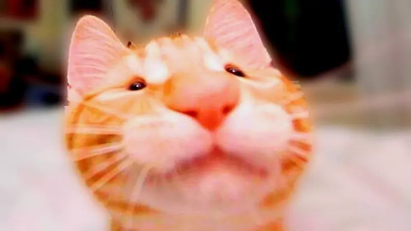 Meme face hài hước và thú vị