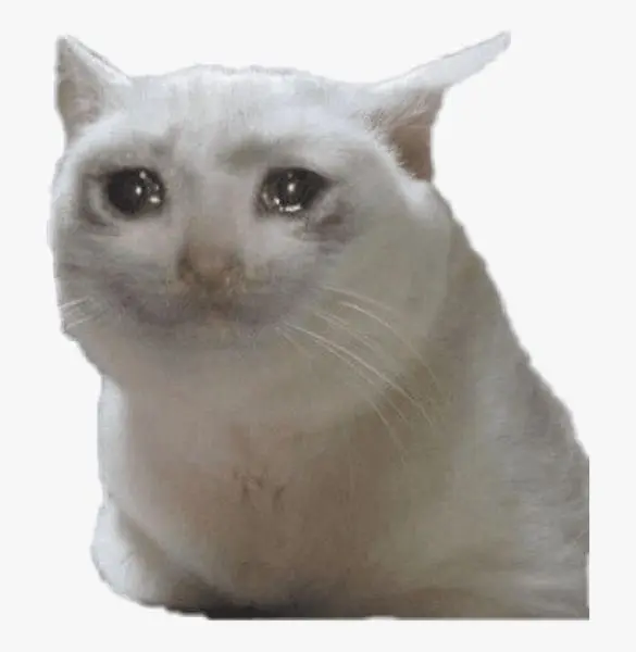 Crying cat meme hài hước và độc đáo
