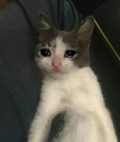 Crying cat meme cute và dễ thương