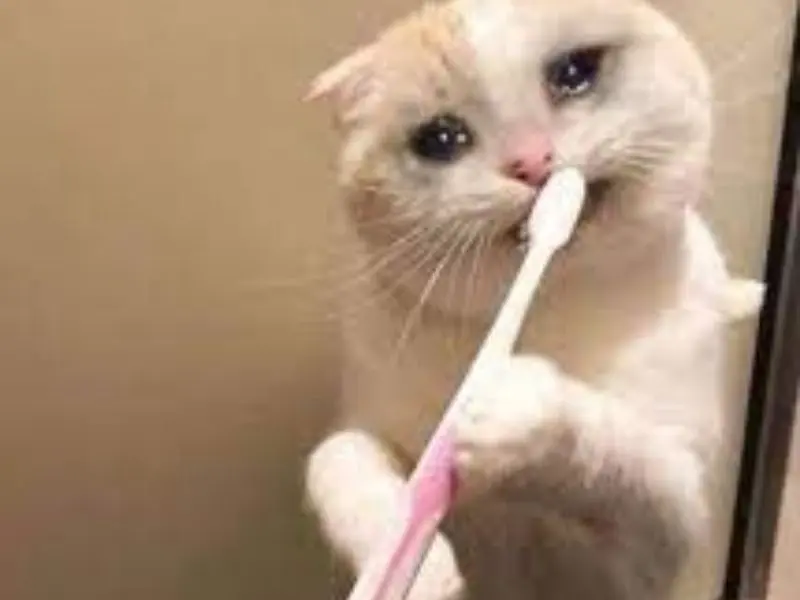 Crying cat meme đánh răng hài hước