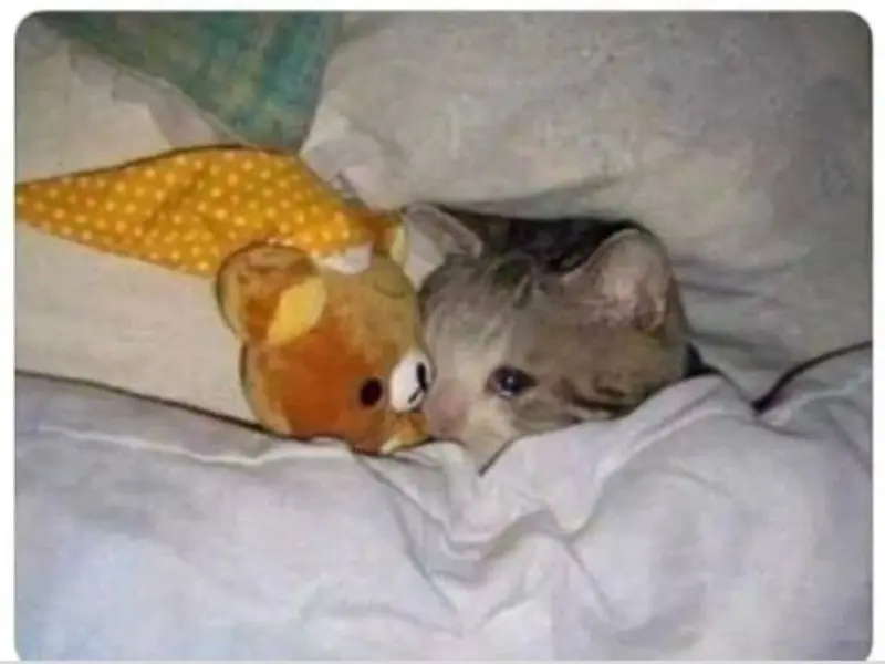 Crying cat meme đi ngủ tủi thân