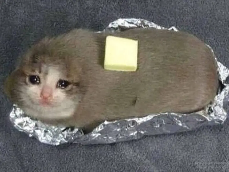 Crying cat meme tủi thân hài hước