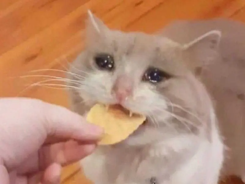 Crying cat meme vừa ăn vừa khóc hài hước