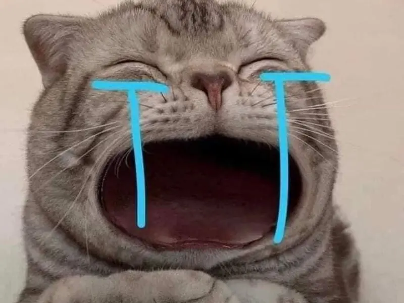 Cryingcat meme thú vị và độc đáo