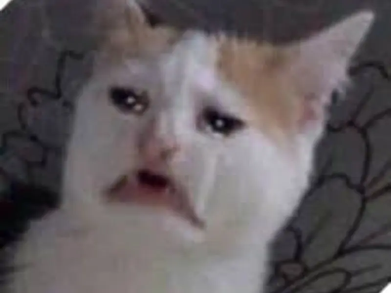 Cryingcat meme mếu máo hài hước