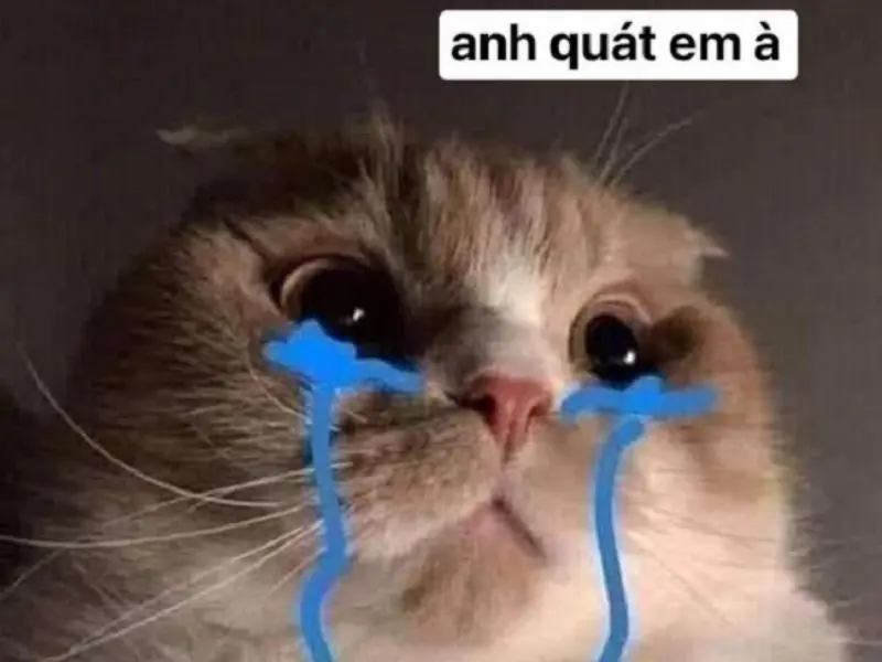 Crying cat meme với biểu cảm cute dễ thương