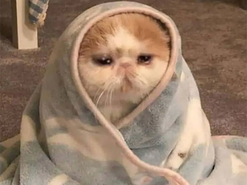 Crying cat meme với vẻ mặt đượm buồn