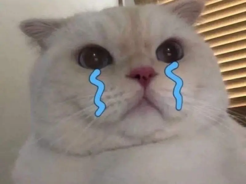 Crying cat meme với đôi hàng mi ngấn lệ 