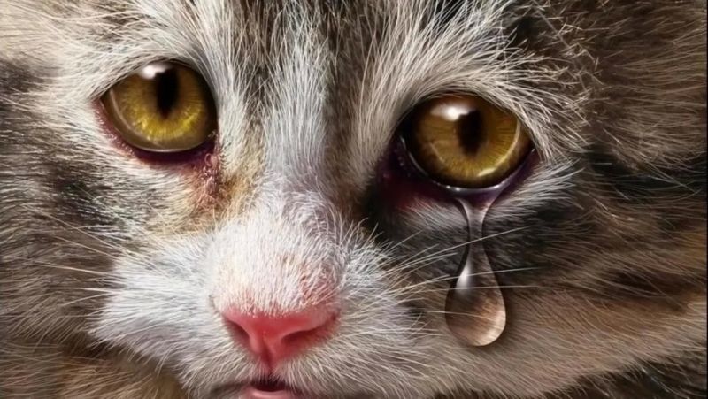 Crying cat meme cảm xúc
