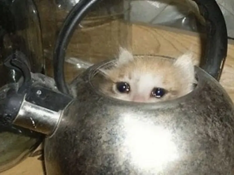 Crying cat meme tủi thân đáng yêu và hài hước