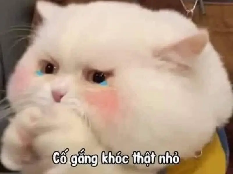 Crying cat meme hài hước và độc đáo