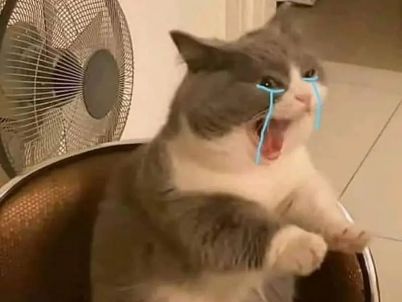 Crying cat meme với biểu cảm hài hước