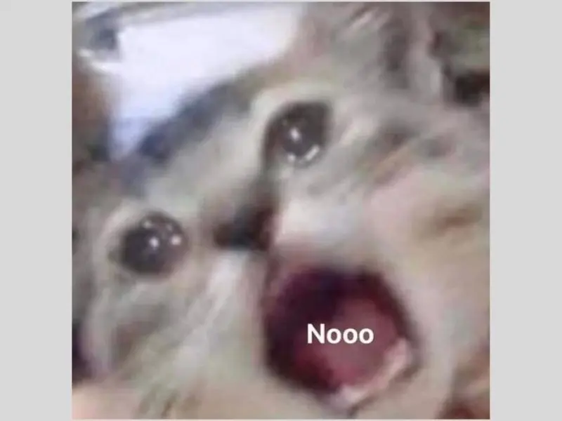 Crying cat meme với biểu cảm khó đỡ 