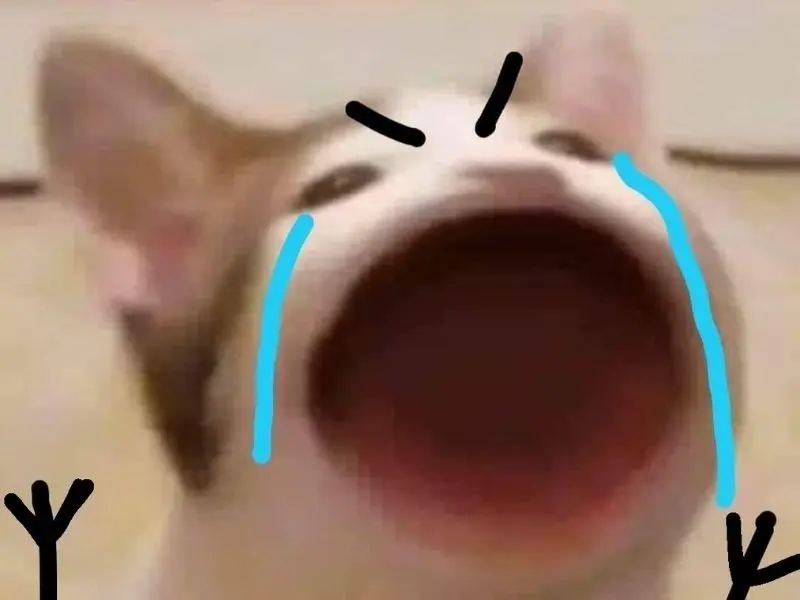 Crying cat meme với gương mặt tủi thân
