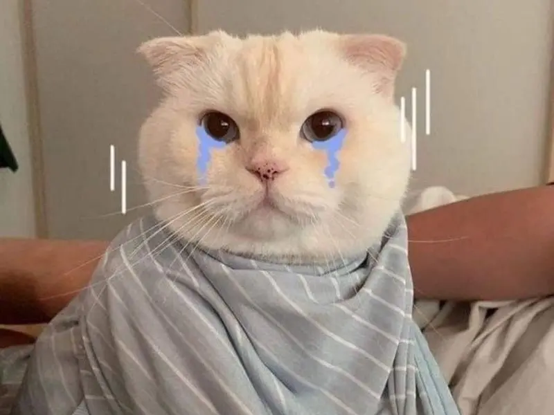 Crying cat meme thể hiện sự tiếc nuối