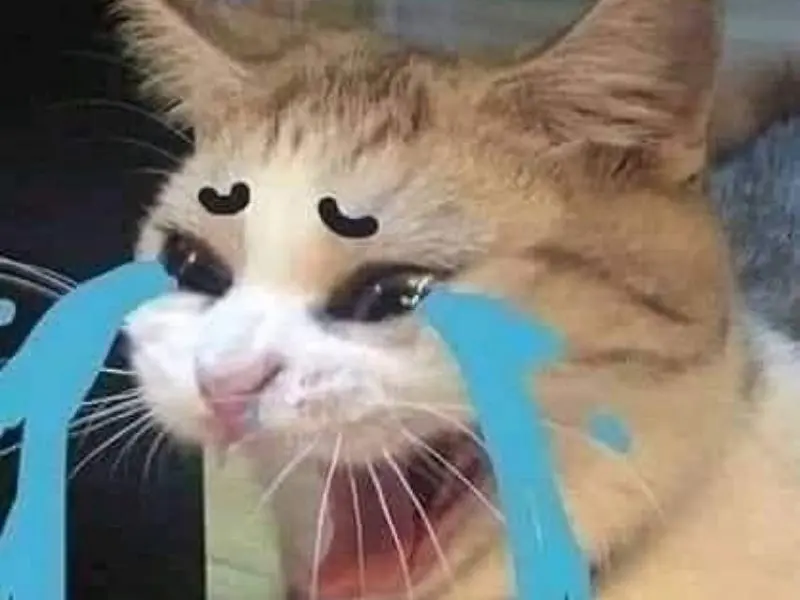 Crying cat meme với ánh mắt đau buồn