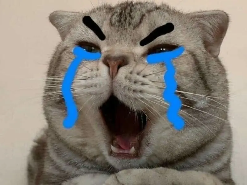 Crying cat meme được cộng đồng mạng yêu thích