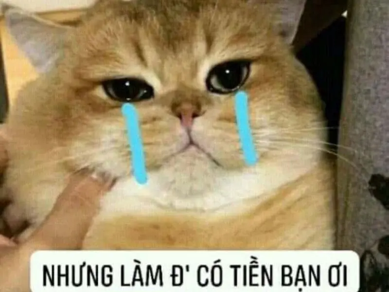 Crying cat meme vì nghèo hài hước