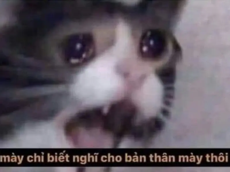 Crying cat meme dành cho hội bạn hài hước