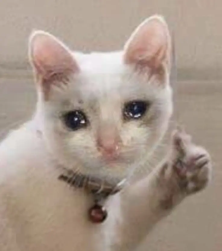 Crying cát meme với biểu cảm hài hước 